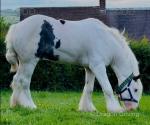 Ride & Drive Gelding