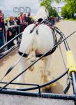Ride & Drive Gelding