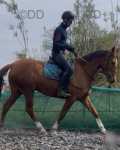 16.2hh Riding Mare