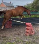 16.2hh Riding Mare
