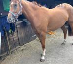 16.2hh Riding Mare