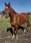 16.2hh Riding Mare