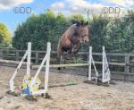 Daisy, 15.3hh Thoroughbred Riding Mare
