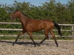 Daisy, 15.3hh Thoroughbred Riding Mare