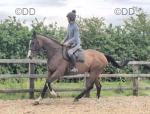 Milo, 16.2hh Riding Gelding 