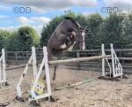 Milo, 16.2hh Riding Gelding 