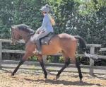 Dan, 17hh Riding Gelding