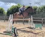Dan, 17hh Riding Gelding