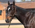 3 Year Old Thoroughbred Colt