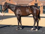 3 Year Old Thoroughbred Colt