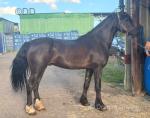 14.3hh Welsh Section D Gelding