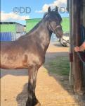 14.3hh Welsh Section D Gelding