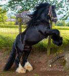 3 Year Old Colt