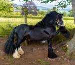 3 Year Old Colt
