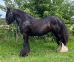 Margret, 13.1hh Ride & Drive Mare