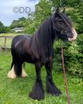 Margret, 13.1hh Ride & Drive Mare