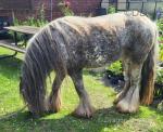 Platinum King, 3 Year Old Colt