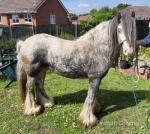 Platinum King, 3 Year Old Colt