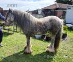 Platinum King, 3 Year Old Colt