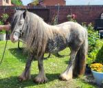 Platinum King, 3 Year Old Colt