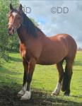 3 Year Old Welsh Section D Gelding