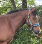 3 Year Old Welsh Section D Gelding
