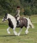 Versace, 15.1hh Ride & Drive Gelding