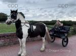 Versace, 15.1hh Ride & Drive Gelding