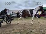 14.3hh Ride & Drive Mare