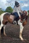14.3hh Ride & Drive Mare