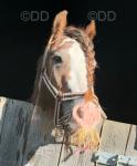 2 Year Old Colt