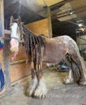 2 Year Old Colt