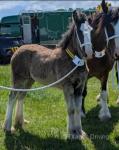Daphne, Shire Filly Foal 