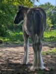Daphne, Shire Filly Foal 
