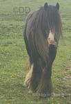 14hh Driving Stallion