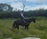 14hh Driving Stallion