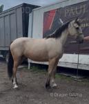 15hh Ride and Drive Mare