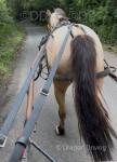 15hh Ride and Drive Mare