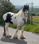 13hh Ride and Drive Stallion