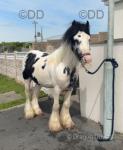 13hh Ride and Drive Stallion