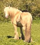 Charlie, 15.2hh Stallion 
