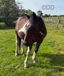 14.1hh Broodmare