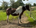 14.1hh Broodmare