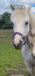 11.2hh Welsh Section A Broodmare with Colt Foal at Foot 