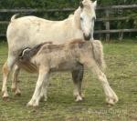 11.2hh Welsh Section A Broodmare with Colt Foal at Foot 
