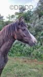 Zayn, 14.2hh APB Gelding 