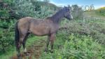 Zayn, 14.2hh APB Gelding 