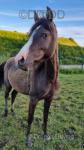 Zayn, 14.2hh APB Gelding 
