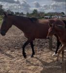 14.2hh Standardbred Mare with Colt Foal at Foot