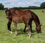 14.2hh Standardbred Mare with Colt Foal at Foot
